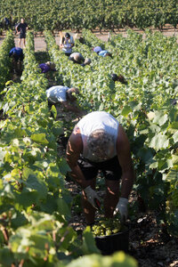 vendanges 2015 - photos de cédric, ced - vendanges 2015-2692