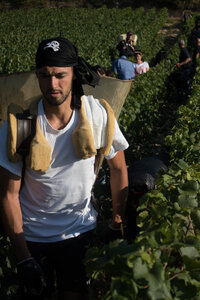 vendanges 2015 - photos de cédric, ced - vendanges 2015-2698