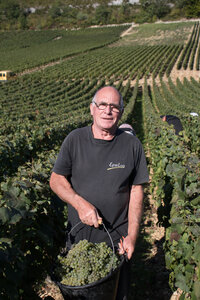vendanges 2015 - photos de cédric, ced - vendanges 2015-2723