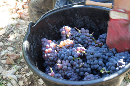 vendanges 2015 - photos de cédric, ced - vendanges 2015-2727