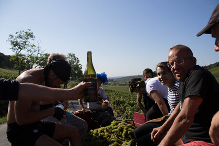 vendanges 2015 - photos de cédric, ced - vendanges 2015-2738