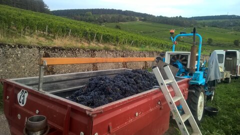 vendanges 2015 - photos de léa, WP_20150903_09_10_51_Pro