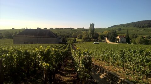 vendanges 2015 - photos de léa, WP_20150904_09_23_17_Pro