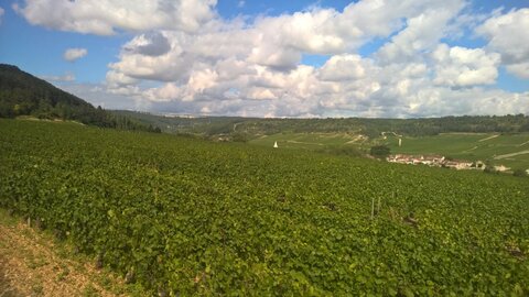 vendanges 2015 - photos de léa, WP_20150904_11_25_27_Pro