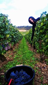 vendanges 2015 - photos de léa, WP_20150906_07_48_28_Pro
