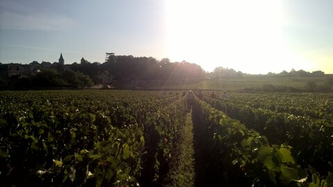 vendanges 2015 - photos de léa, WP_20150906_09_02_16_Pro