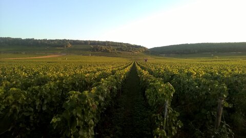 vendanges 2015 - photos de léa, WP_20150907_07_35_45_Pro