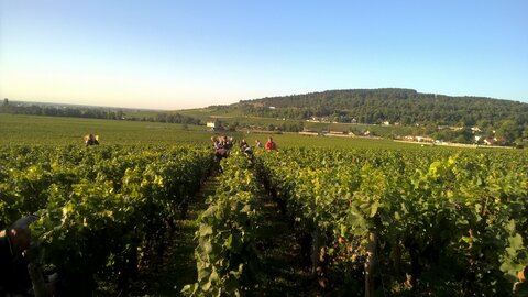 vendanges 2015 - photos de léa, WP_20150907_08_33_28_Pro