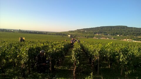 vendanges 2015 - photos de léa, WP_20150907_08_33_34_Pro