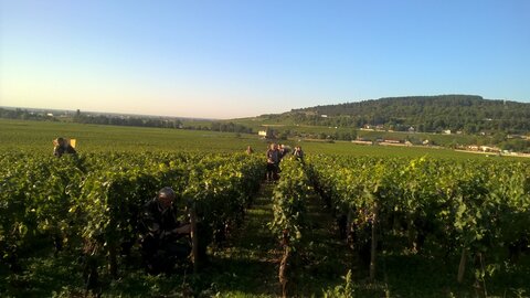 vendanges 2015 - photos de léa, WP_20150907_08_33_36_Pro