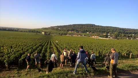 vendanges 2015 - photos de léa, WP_20150907_08_37_12_Pro