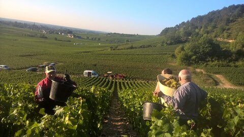 vendanges 2015 - photos de léa, WP_20150909_08_29_35_Pro