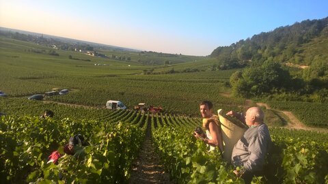vendanges 2015 - photos de léa, WP_20150909_08_29_39_Pro