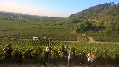 vendanges 2015 - photos de léa, WP_20150909_08_30_15_Pro