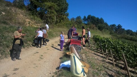 vendanges 2015 - photos de léa, WP_20150909_10_41_39_Pro