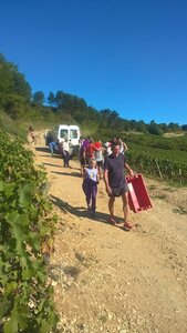 vendanges 2015 - photos de léa, WP_20150909_10_43_52_Pro