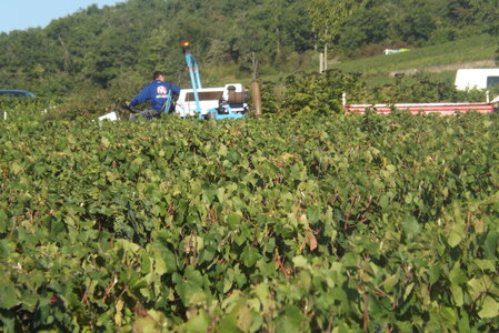 vendanges 2015 - photos de michel, DSCF0456