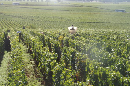 vendanges 2015 - photos de michel, DSCF0457