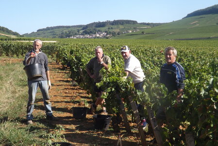 vendanges 2015 - photos de michel, DSCF0461