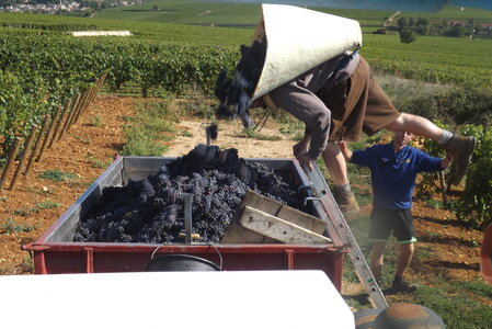 vendanges 2015 - photos de michel, DSCF0462