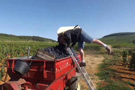 vendanges 2015 - photos de michel, DSCF0463