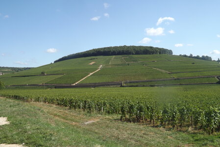 vendanges 2015 - photos de michel, DSCF0466