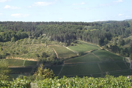 vendanges 2015 - photos de michel, DSCF0468