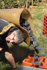 vendanges 2015 - photos de michel, DSCF0470