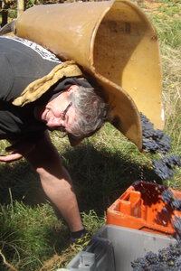 vendanges 2015 - photos de michel, DSCF0471