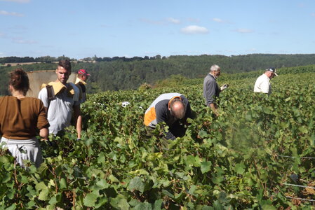 vendanges 2015 - photos de michel, DSCF0473