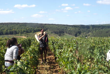 vendanges 2015 - photos de michel, DSCF0474