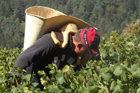 vendanges 2015 - photos de michel, DSCF0475