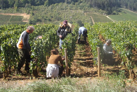 vendanges 2015 - photos de michel, DSCF0476