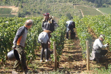 vendanges 2015 - photos de michel, DSCF0478