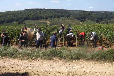 vendanges 2015 - photos de michel, DSCF0479