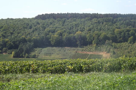 vendanges 2015 - photos de michel, DSCF0484