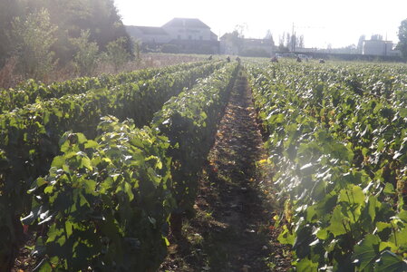 vendanges 2015 - photos de michel, DSCF0488