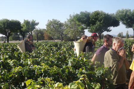 vendanges 2015 - photos de michel, DSCF0489