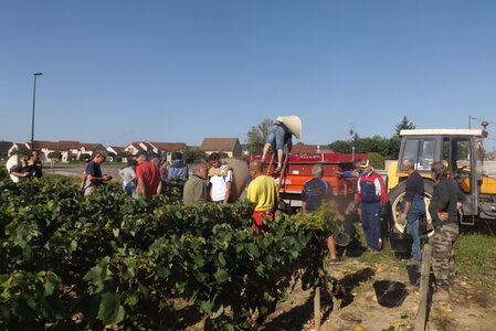 vendanges 2015 - photos de michel, DSCF0490