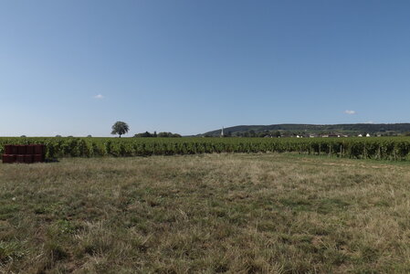 vendanges 2015 - photos de michel, DSCF0492