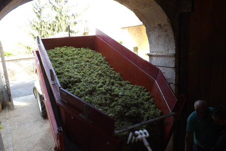 vendanges 2015 - photos de michel, DSCF0513