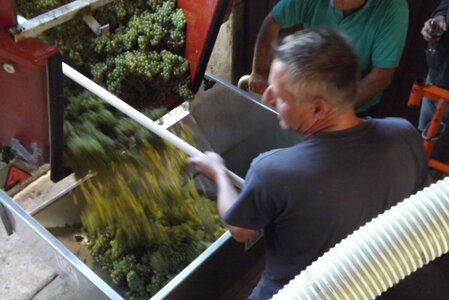 vendanges 2015 - photos de michel, DSCF0514