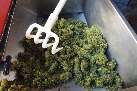 vendanges 2015 - photos de michel, DSCF0519