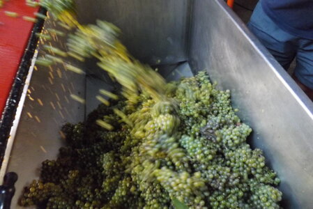 vendanges 2015 - photos de michel, DSCF0520