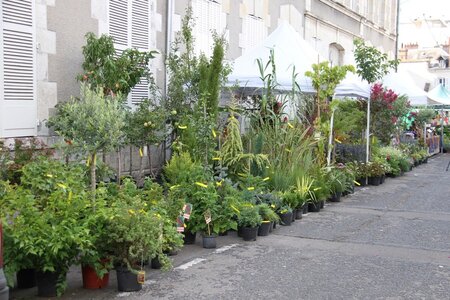 marché2015, IMG_0401