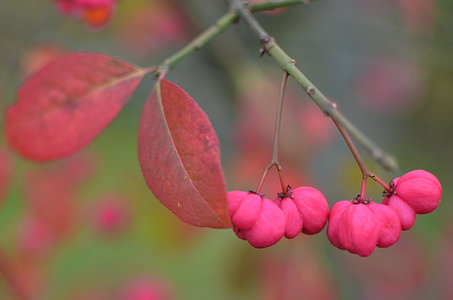 38-Couleurs Suède 2015(L'automne sur l'île Öland)., Automne suèdois 13