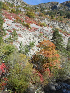 2015-10-17 couleurs clues de Barles, DSCN3223