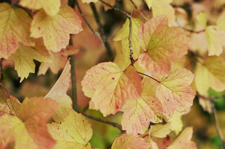 38-Couleurs Suède 2015(L'automne sur l'île Öland)., bouquet d’automne 18
