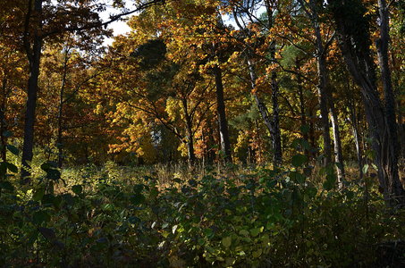 38-Couleurs Suède 2015(L'automne sur l'île Öland)., Sur la piste cyclable de Köpingsvik 26