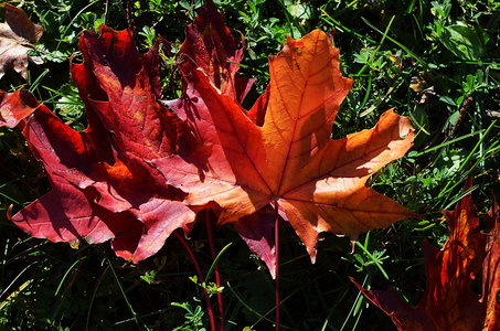 38-Couleurs Suède 2015(L'automne sur l'île Öland)., Automne suèdois 34